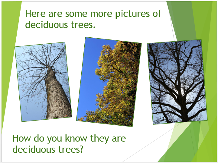 Deciduous or evergreen? Content ClassConnect