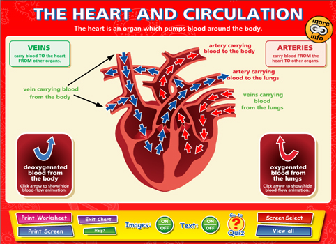 Human heart worksheet image